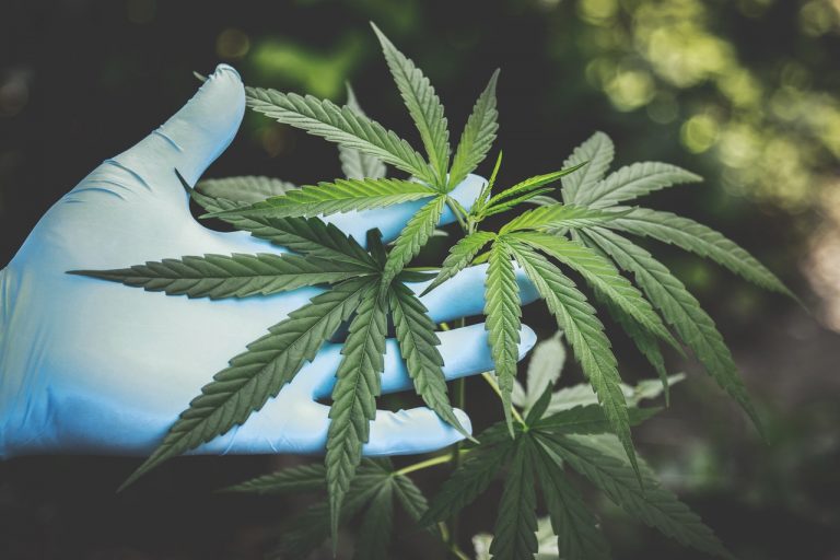 Hand Holding Marijuana Leaf