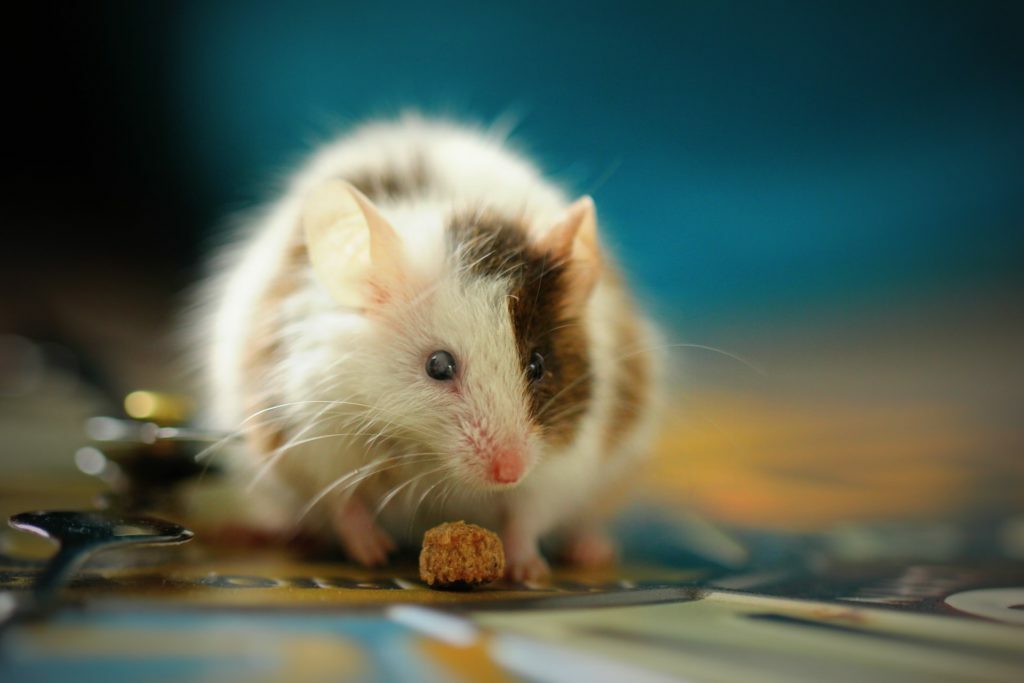 5 Reasons There’s a Strange Smell in Your Home 1 mice